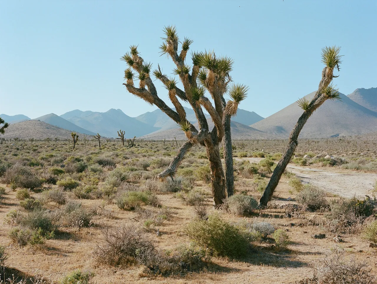 Cactus in the desert near Las Vegas. Photo by Julien Cavandoli.