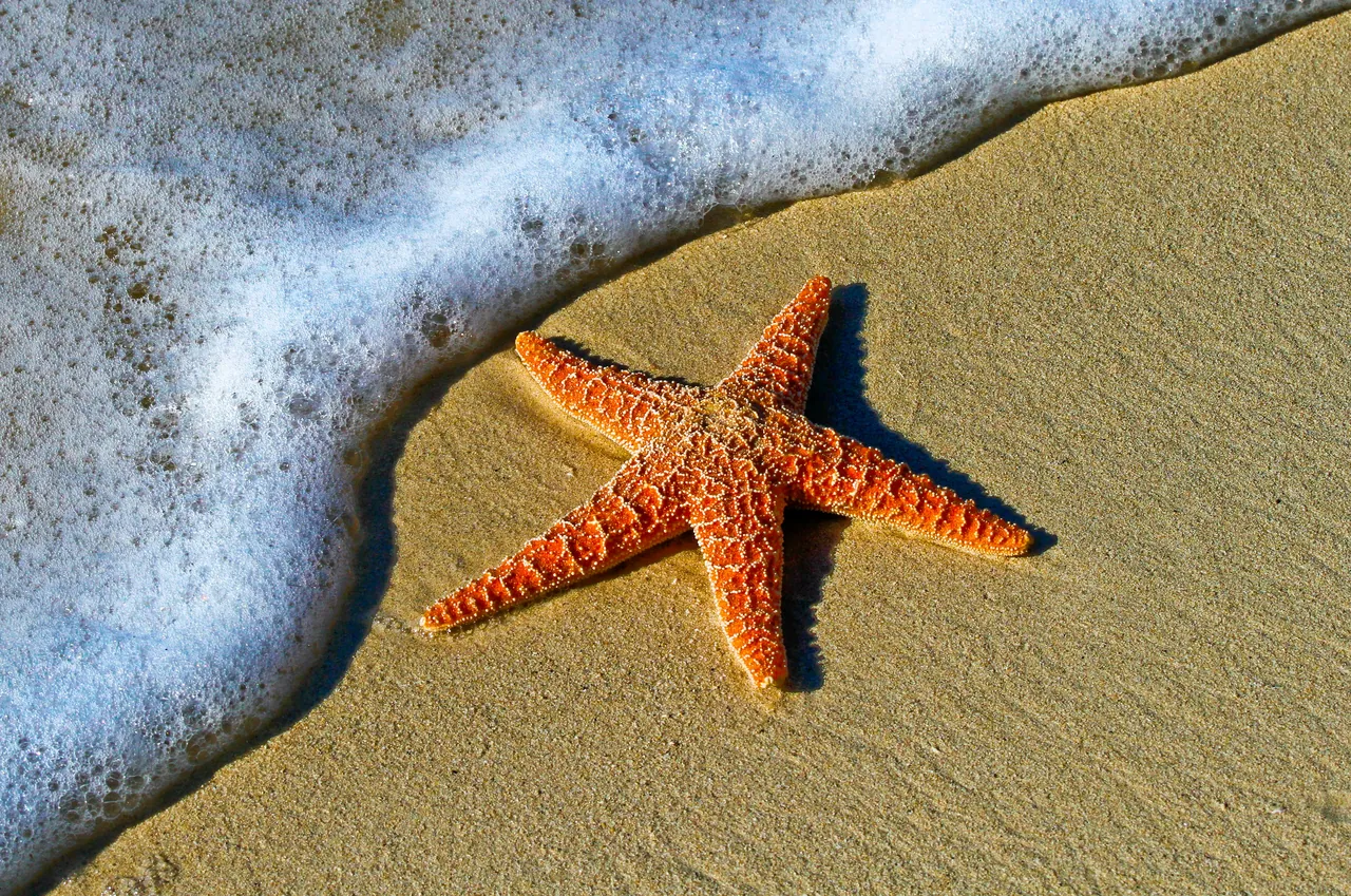 A sea star in the sand. Photo by Pedro Lastra.